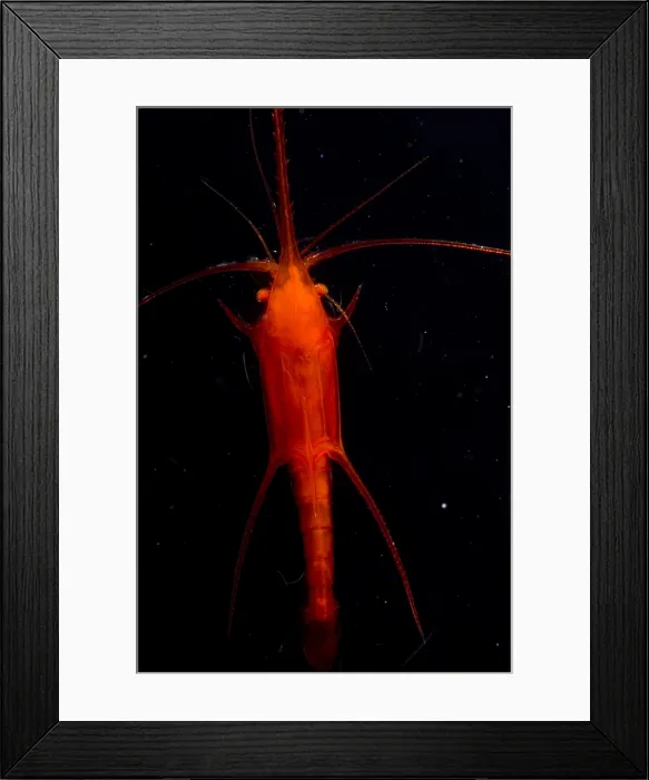Framed Print : Mesopelagic Prawn Framed Print : Mesopelagic Prawn