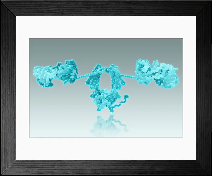Framed Print : Immunoglobulin A, antibody Framed Print : Immunoglobulin A, antibody