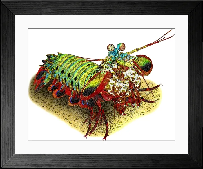 Framed Print : Peacock Mantis Shrimp, Illustration