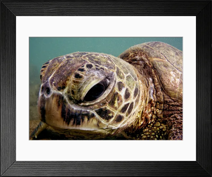 Framed Print : Green Sea Turtle (Chelonia mydas)