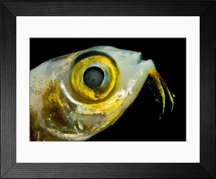 Framed Print : Larval Flying Fish collected in trawl