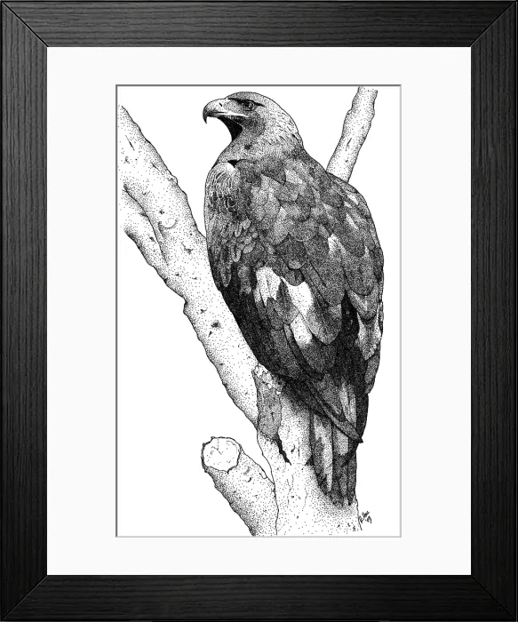 Framed Print : Golden Eagle Framed Print : Golden Eagle