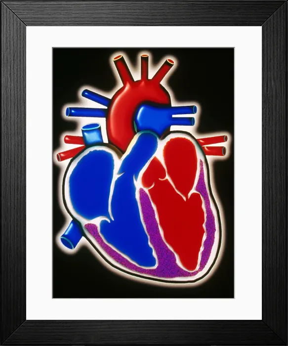 Framed Print : Illustration of Human Heart Framed Print : Illustration of Human Heart