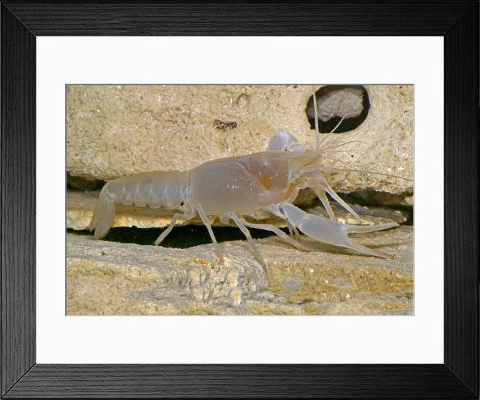 Framed Print : Orange Lake Cave Crayfish Framed Print : Orange Lake Cave Crayfish