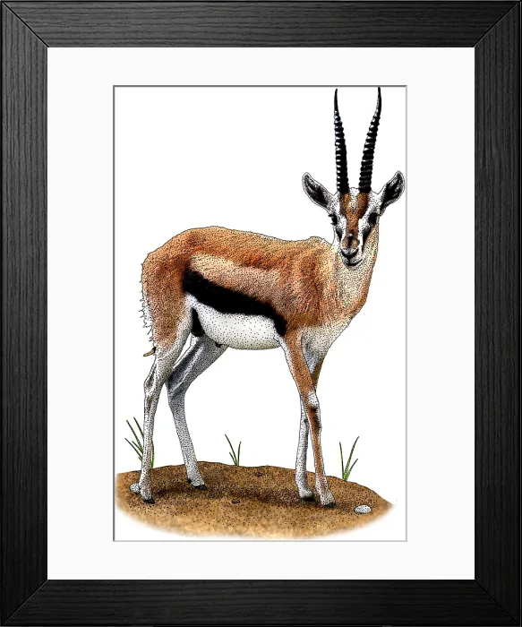 Framed Print : Thompsons Gazelle Framed Print : Thompsons Gazelle