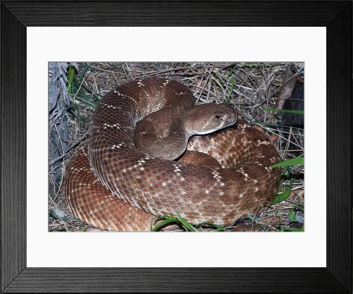 Framed Print : Pacific Rattlesnake, Crotalus oreganus Framed Print : Pacific Rattlesnake, Crotalus oreganus