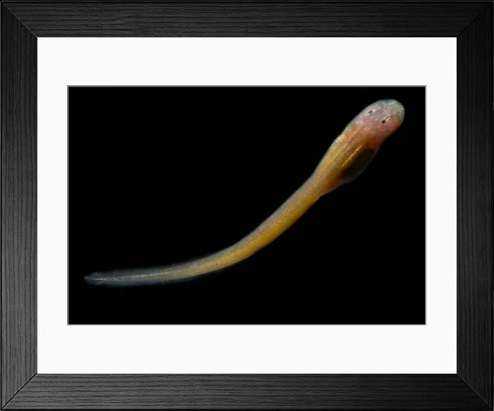 Framed Print : Granulated Glass Frog tadpole
