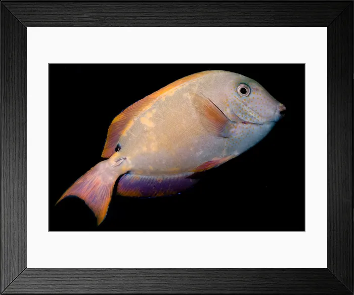 Framed Print : Lavender Tang