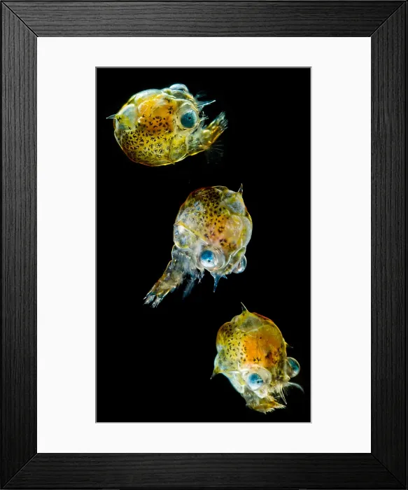 Framed Print : Pea Crab Larva (Pinnotheridae sp.) Framed Print : Pea Crab Larva (Pinnotheridae sp.)