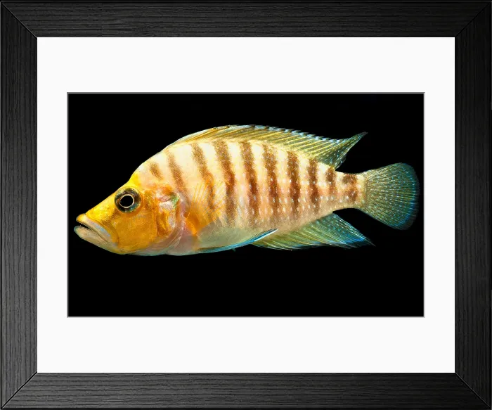Framed Print : African Cichlid