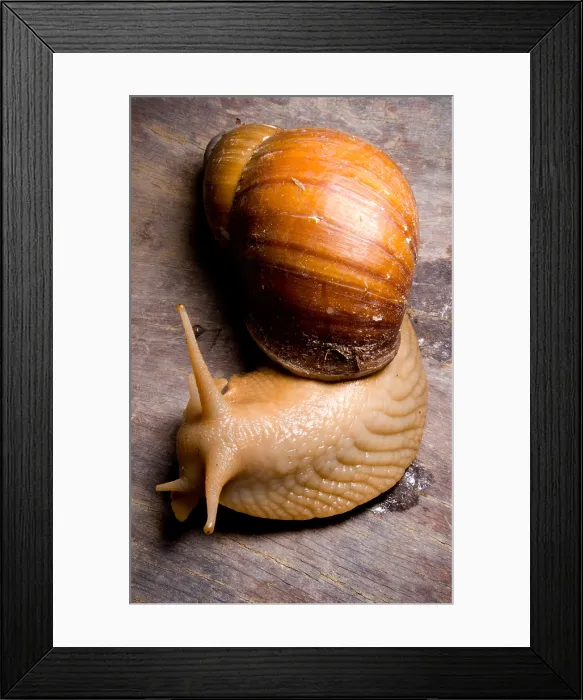 Framed Print : Popelair's Megasnail