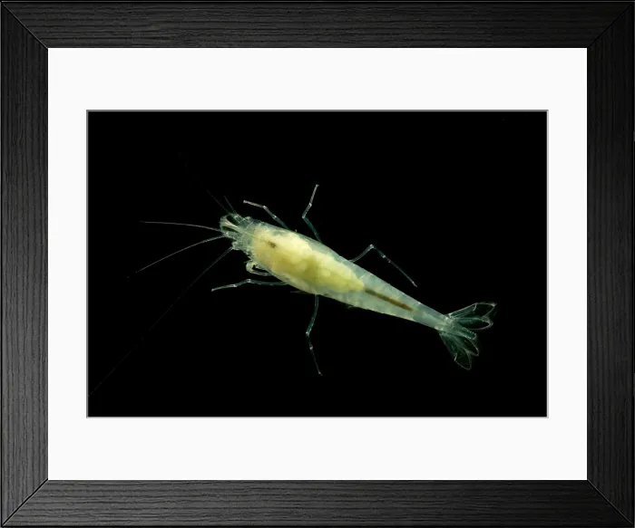 Framed Print : Taiji Cave Shrimp Framed Print : Taiji Cave Shrimp
