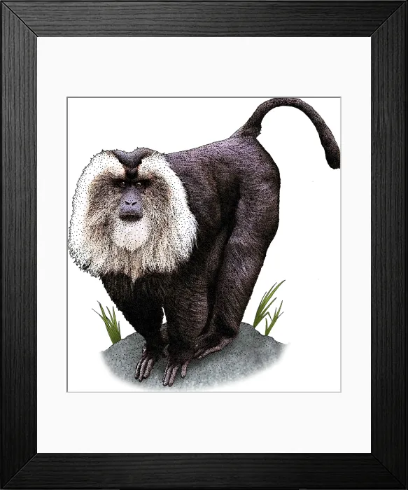 Framed Print : Lion Tailed Macaque Framed Print : Lion Tailed Macaque