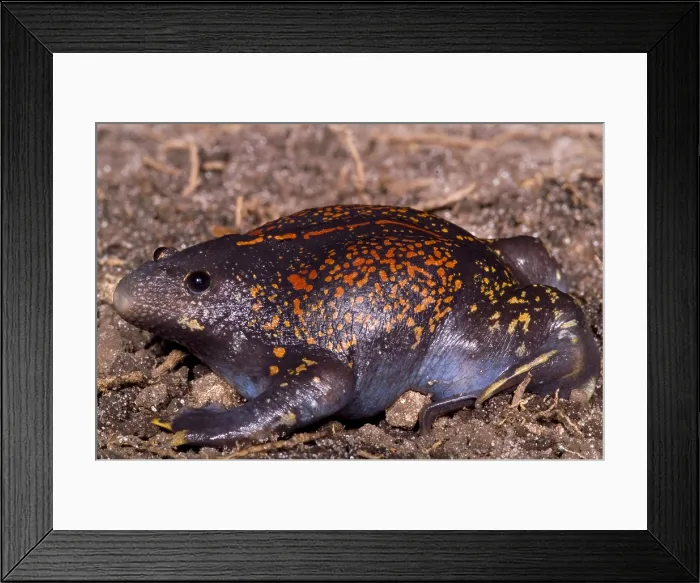 Framed Print : Mexican Burrowing Toad Framed Print : Mexican Burrowing Toad