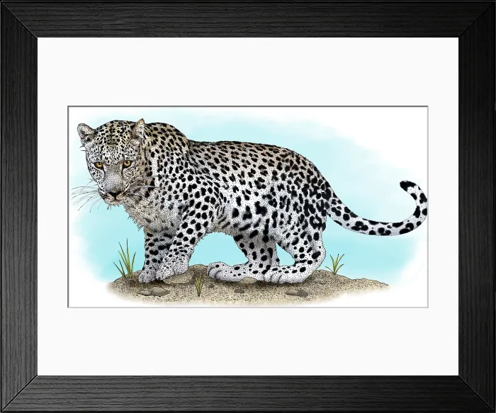 Framed Print : Arabian leopard Framed Print : Arabian leopard