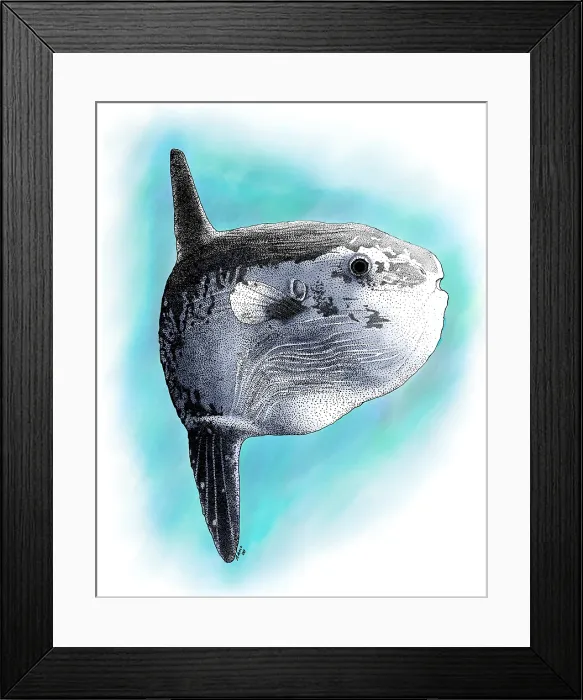 Framed Print : Ocean Sunfish Framed Print : Ocean Sunfish