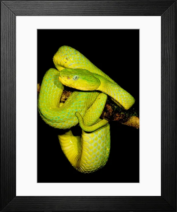 Framed Print : Guatemala Palm Pitviper Framed Print : Guatemala Palm Pitviper
