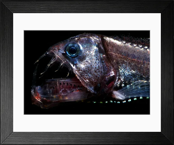 Framed Print : Pacific Viperfish