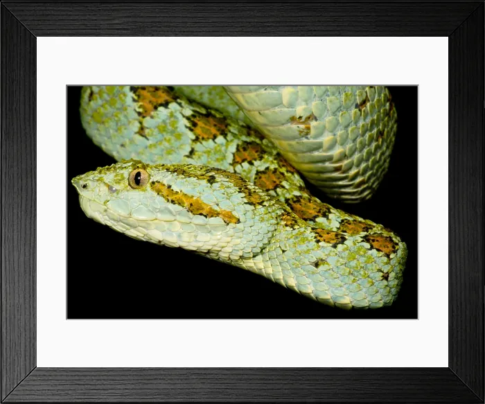 Framed Print : Blotched Palm Pitviper Framed Print : Blotched Palm Pitviper