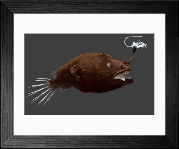 Framed Print : Bulbous Dreamer (Oneirodes eschrichtii) Framed Print : Bulbous Dreamer (Oneirodes eschrichtii)