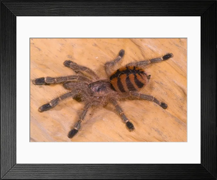 Framed Print : Red Stripe Pink Toe Tarantula
