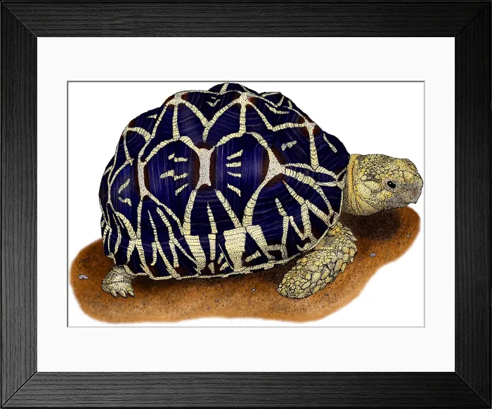 Framed Print : Indian Star Tortoise