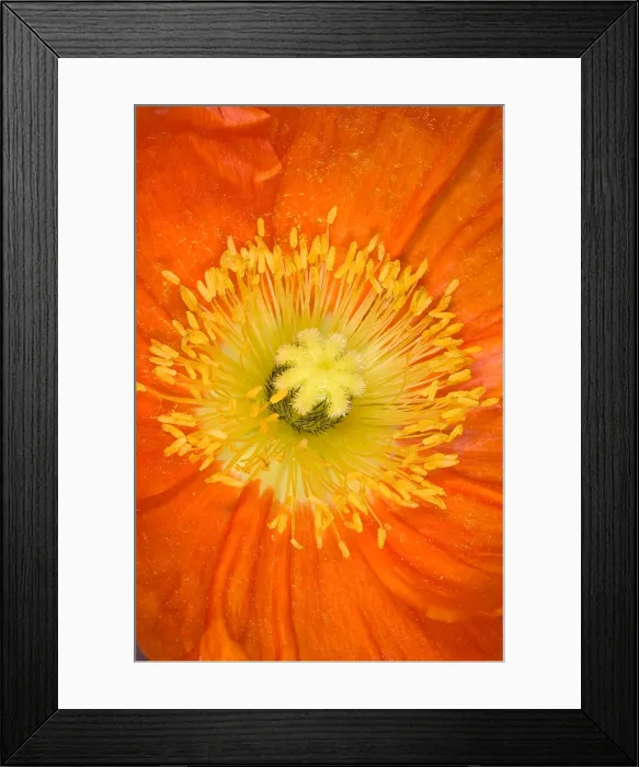 Framed Print : Iceland Poppy Framed Print : Iceland Poppy