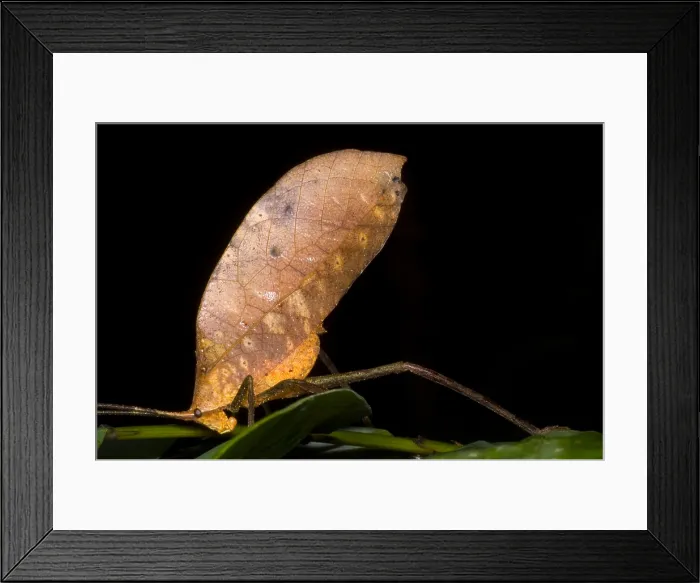 Framed Print : Bush Cricket Framed Print : Bush Cricket