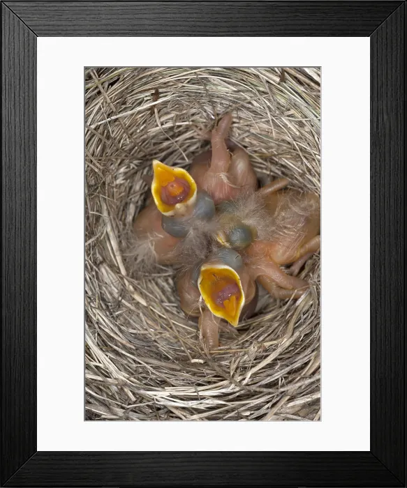 Framed Print : Robin nestlings Framed Print : Robin nestlings
