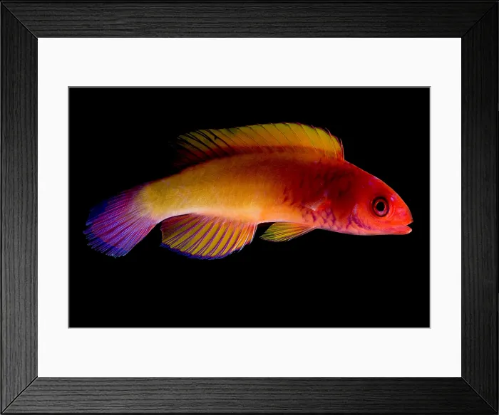 Framed Print : Red Velvet Fairy Wrasse Framed Print : Red Velvet Fairy Wrasse