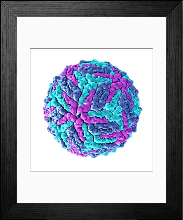 Framed Print : Zika virus, Molecular Model Framed Print : Zika virus, Molecular Model