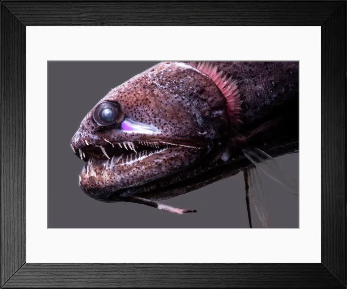 Framed Print : Threadfin Dragonfish, Echiostoma barbatum