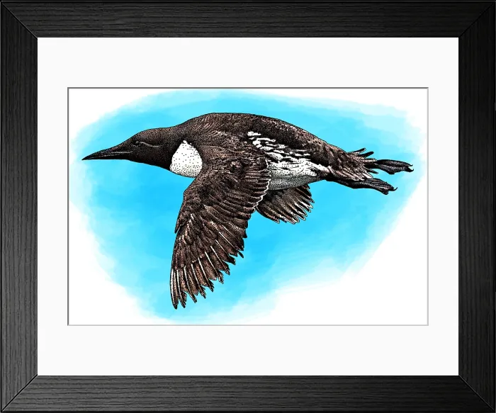 Framed Print : Common Murre Framed Print : Common Murre