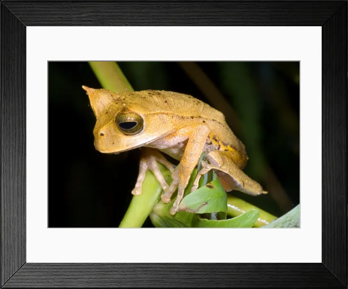 Framed Print : Marsupial Frog Framed Print : Marsupial Frog