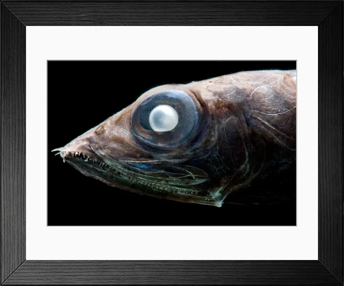 Framed Print : Tube Shoulders, Platytroctid Framed Print : Tube Shoulders, Platytroctid