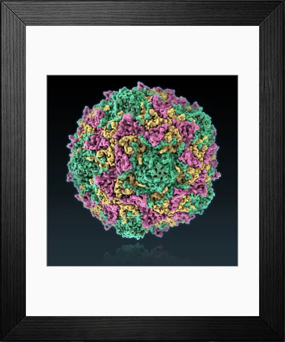 Framed Print : Poliovirus Framed Print : Poliovirus