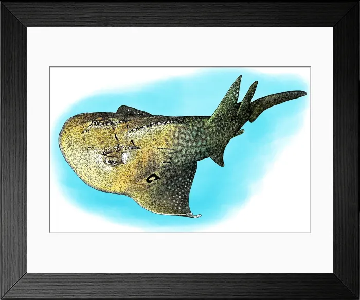 Framed Print : Bowmouth Guitarfish, Illustration Framed Print : Bowmouth Guitarfish, Illustration