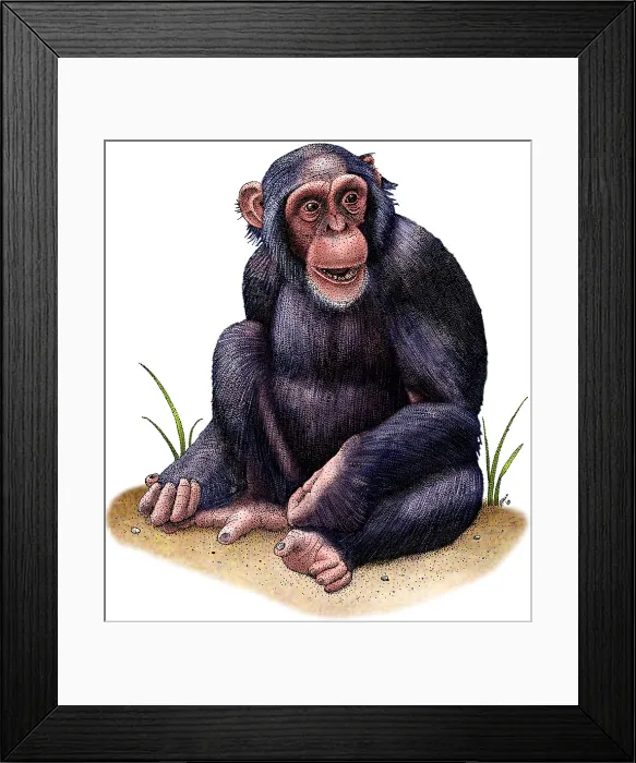 Framed Print : Chimpanzee