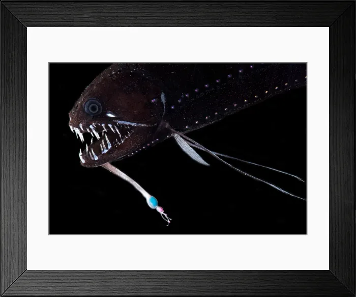 Framed Print : Threadfin Dragonfish (Echiostoma barbatum) Framed Print : Threadfin Dragonfish (Echiostoma barbatum)