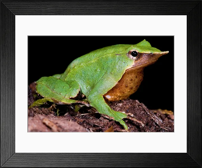 Framed Print : Darwin's Frog Framed Print : Darwin's Frog