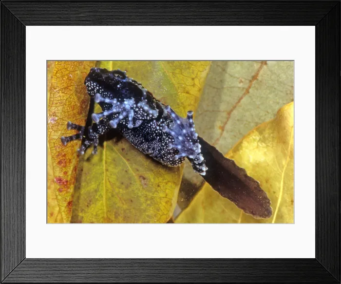 Framed Print : Vietnamese Moss Frog Framed Print : Vietnamese Moss Frog