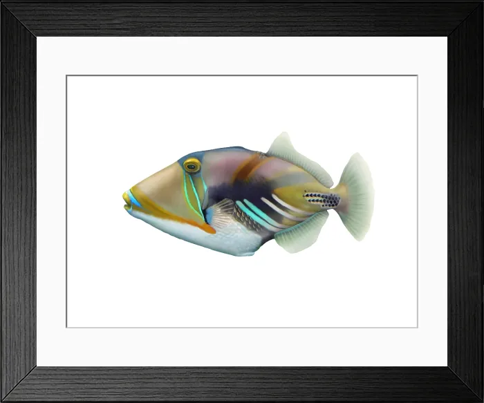 Framed Print : Picasso Triggerfish (Rhinecanthus aculeatus)