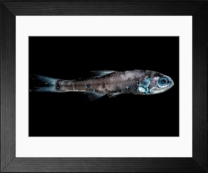 Framed Print : Northern Lampfish Framed Print : Northern Lampfish
