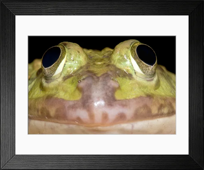 Framed Print : Chinese Edible Frog (Hoplobatrachus rugulosus)