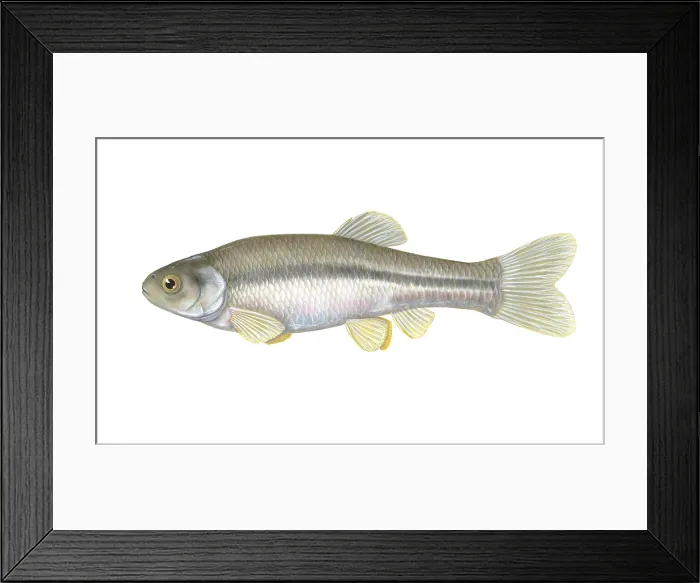 Framed Print : Fathead Minnow Framed Print : Fathead Minnow