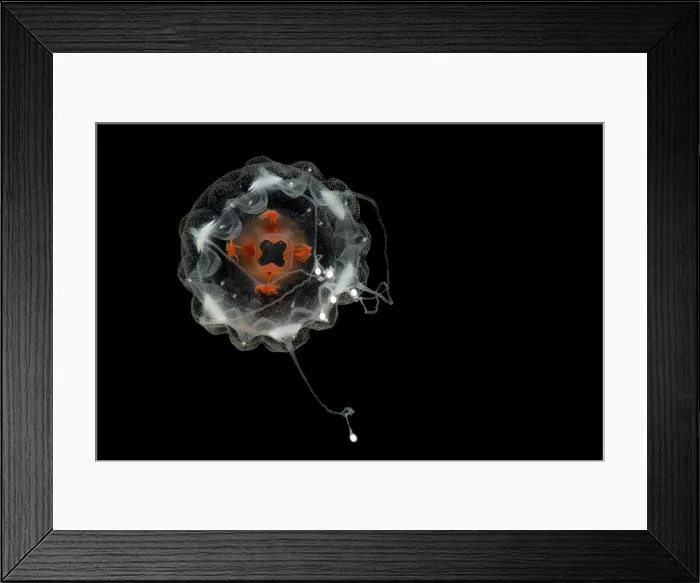 Framed Print : Deep-Water Jellyfish (Atorella cf octogonos) Framed Print : Deep-Water Jellyfish (Atorella cf octogonos)