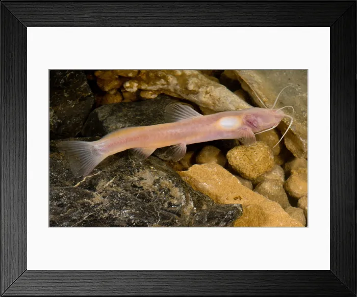 Framed Print : Chinese Blindcat (Xiurenbagrus dorsalis) Framed Print : Chinese Blindcat (Xiurenbagrus dorsalis)