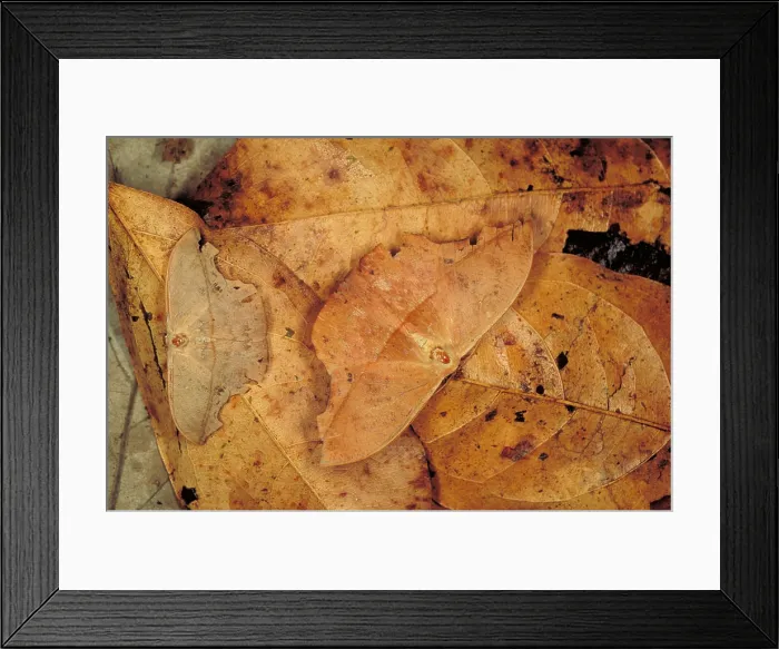 Framed Print : Moths. Two moths camouflaged on leaf litter, Barro Colorado Island, Panama Framed Print : Moths. Two moths camouflaged on leaf litter, Barro Colorado Island, Panama