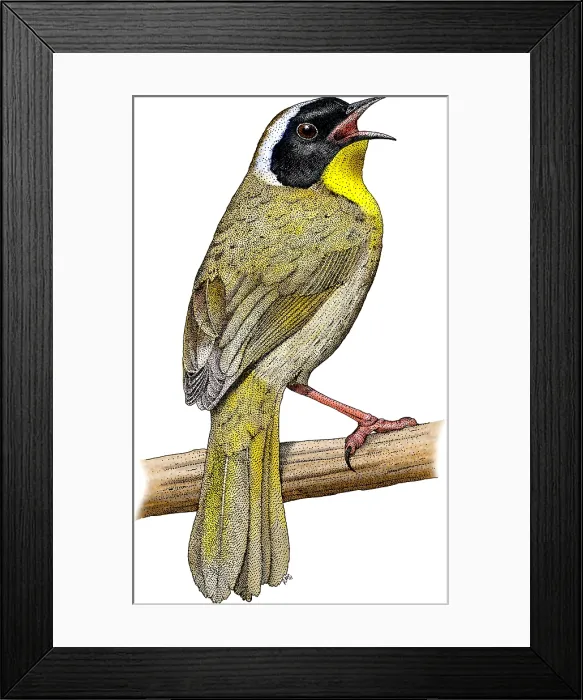 Framed Print : Common Yellowthroat
