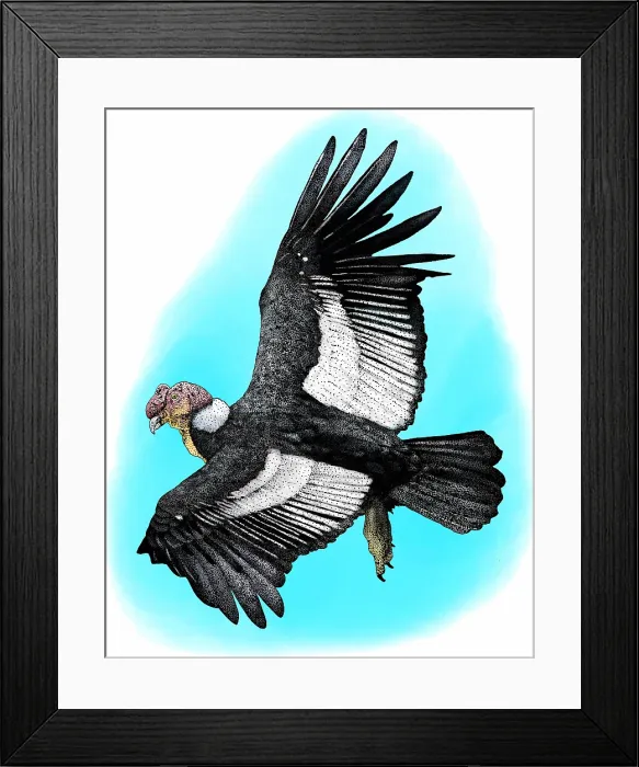 Framed Print : Andean Condor Framed Print : Andean Condor